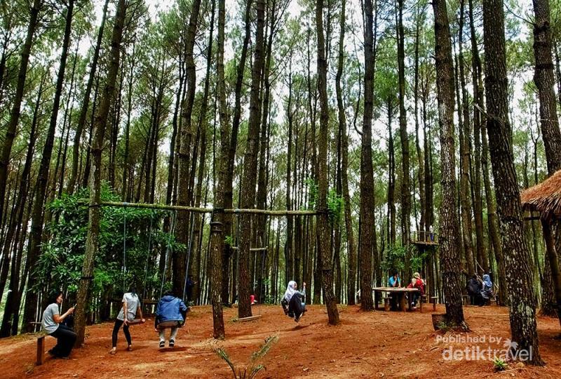 Mau Wisata Romantis, Ajak Pasangan Kamu ke Hutan Pinus di 