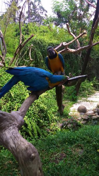 Main Bareng Burung di Fauna  Land  Ancol 