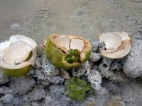 Kelapa muda yang telah habis disantap. Kelapa muda yang telah habis disantap.