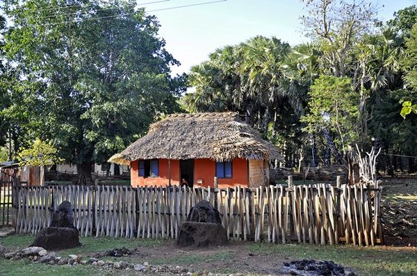 Pohon Kehidupan Bagi Masyarakat Rote Ndao