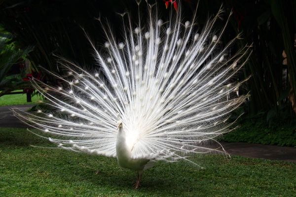 Seru Memberi Makan Burung  Langka di Bali Bird Park 3