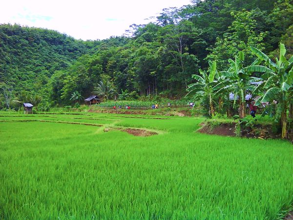 Indahnya Curug Cikaso, Bagaikan Permadani Alam