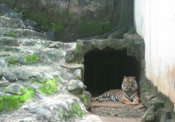 Harimau Benggala