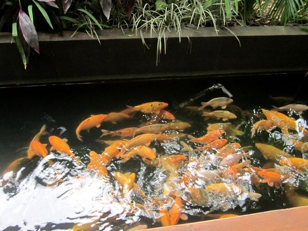 Akhir Pekan Lezat di Taman Santap Rumah Kayu, Serpong - 5