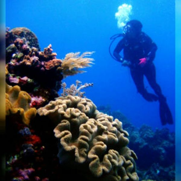 Diving di Samalona, Bikin Lupa Daratan - 7