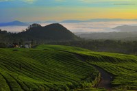 Sunrise di Kaki Tangkuban Perahu Tak Kalah dengan Bromo