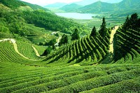 Kebun teh Darjeeling (darjeelingtourism.blogspot.com) Kebun teh Darjeeling (darjeelingtourism.blogspot.com)