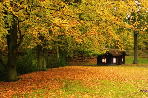 Bertabur Daun Musim Gugur di Den Haag 2