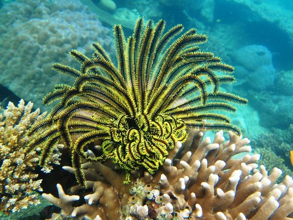 Pulau Pari Tempat Akhir Pekan Seru di Kepulauan Seribu 5