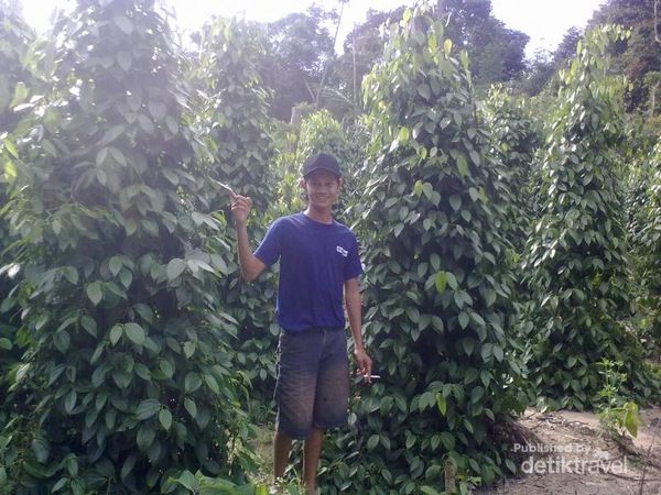 Jalan jalan ke Kebun Lada di Pulau Bangka 2