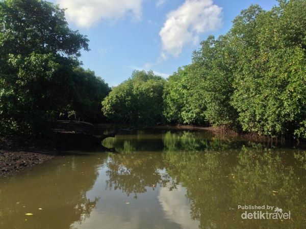 Amazon? Bukan, Ini Sungai Kere di Alas Purwo Banyuwangi