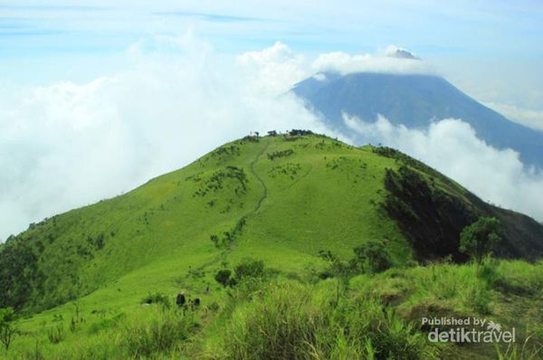 Gunung Merbabu Punya 'Permadani Hijau' Raksasa Gunung Merbabu Punya
