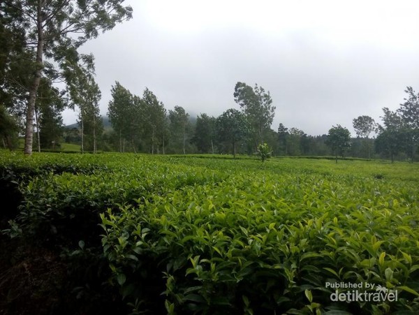 Ada Kebun Teh Seindah Ini di Kaki Gunung  Sindoro