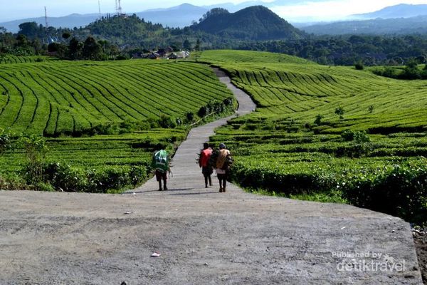 Terpikat Pesona Kebun Teh di Ciater - 3