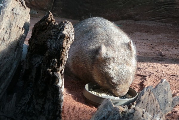 Inilah Aneka Hewan  Khas Australia di WILD LIFE Sydney 4