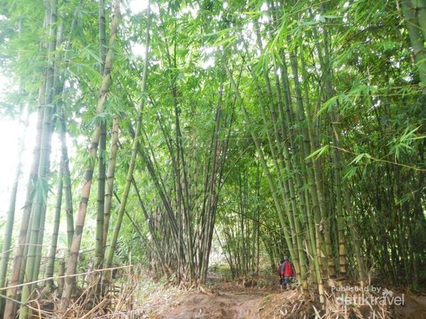 Terbaru 24 Gambar Pemandangan Hutan Bambu Gambar Pemandangan