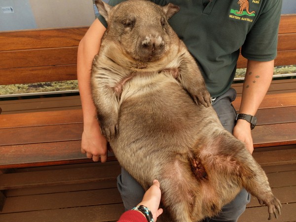  Wombat  Si Jelek Nan Menggemaskan dari Australia 5