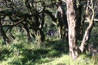 Mau Mendaki di NTT Coba ke Gunung  Mutis  4