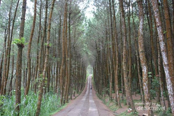 Yang Tengah Hits di Magelang Hutan Pinus Kragilan 