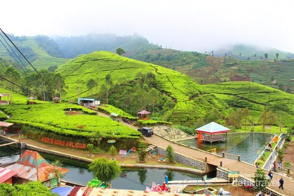 Agrowisata Kaligua, Spot Hijau Nan Asri di Lereng Gunung Slamet