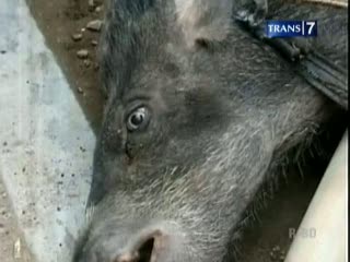 5800 Gambar Hewan Babi Ngepet Terbaik