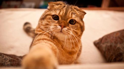 Tidur Bareng Kucing dan Anjing Peliharaan, Yes or No? Tidur Bareng Kucing dan Anjing Peliharaan, Yes or No?