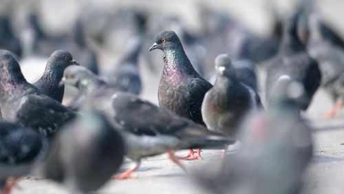 Korban Meninggal Akibat Wabah Flu Burung di China Tembus 161 Orang Korban Meninggal Akibat Wabah Flu Burung di China Tembus 161 Orang