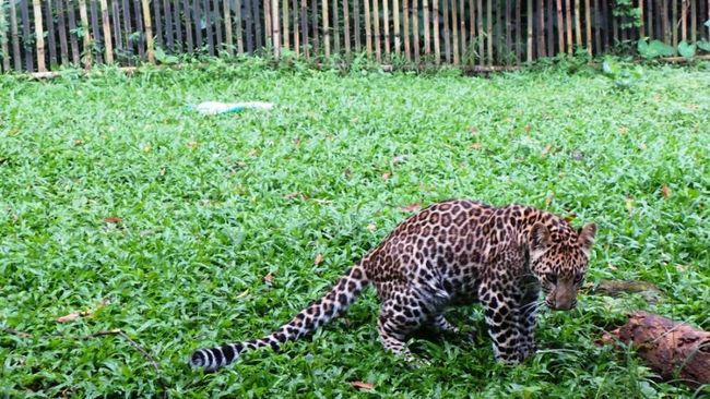 Tingkah Lucu Thaba, Bayi Macan Tutul di Taman Safari Prigen