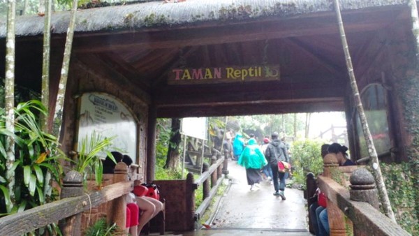 Mengintip Koleksi Ular di Taman Safari Prigen