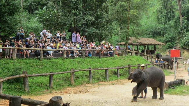 Aksi Gajah Thailand Dari Main Bola Sampai Melukis