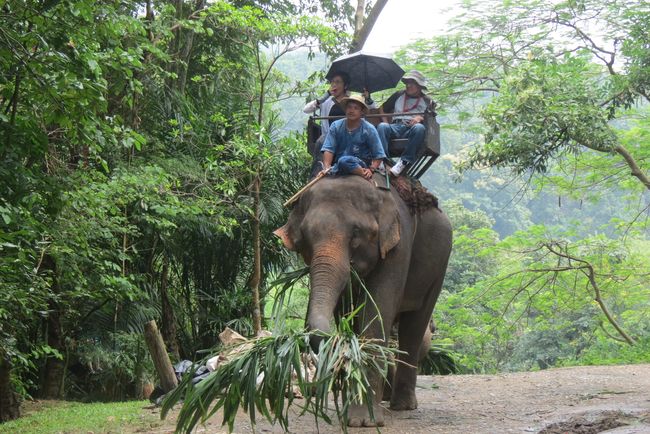 Naik Gajah  di Thailand  Ini yang Terjadi Kemudian