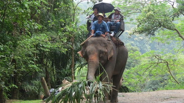 Naik Gajah Di Hutan Rimba Thailand Seru Banget