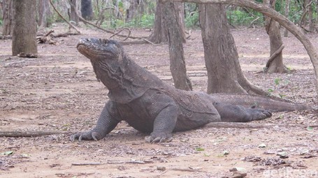Butuh Uang Berapa Liburan ke Labuan Bajo & Pulau Komodo? Butuh Uang Berapa Liburan ke Labuan Bajo & Pulau Komodo?