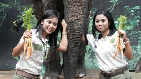 Pawang Hewan Cantik & Penuh Dedikasi di Taman Safari Prigen Pasuruan