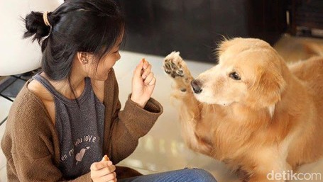 Gemas Nongkrong Bareng Anjing Lucu Di House Of Paws Bangkok Darwin Chai