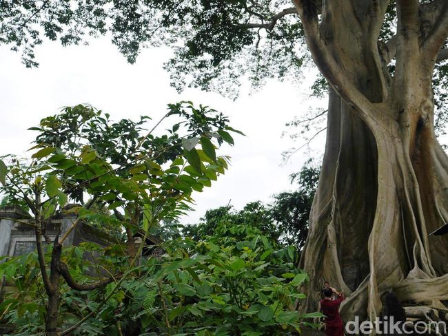Wisata Pohon Unik di Bali yang Belum Banyak Orang Tahu