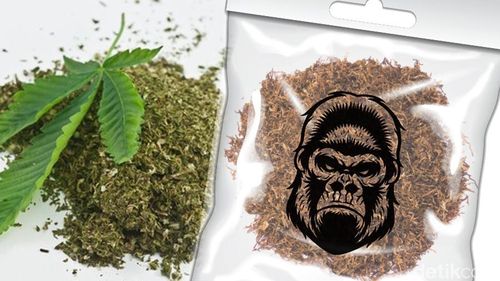 Kata Dokter Soal Ekstrak Dagga di Tembakau Gorilla yang Memabukkan Kata Dokter Soal Ekstrak Dagga di Tembakau Gorilla yang Memabukkan