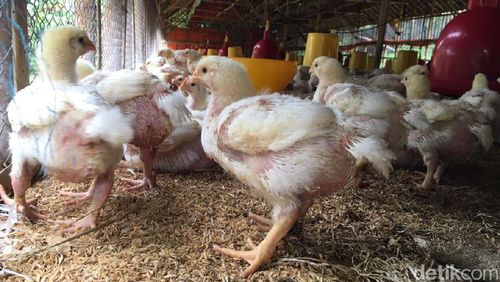 Virus Flu Burung H7N3 Serang Peternakan Ayam di Meksiko Virus Flu Burung H7N3 Serang Peternakan Ayam di Meksiko