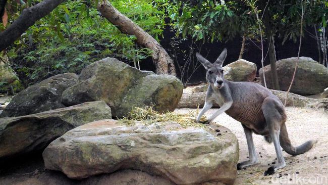 Jumpa Aneka Satwa Asli Australia di Kebun Binatang Taronga