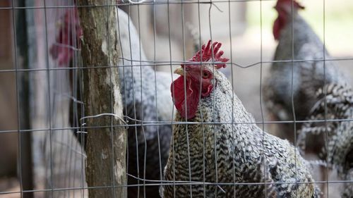 Virus Flu Burung yang Landa China Disebut Lebih Ganas dan Sulit Dideteksi Virus Flu Burung yang Landa China Disebut Lebih Ganas dan Sulit Dideteksi
