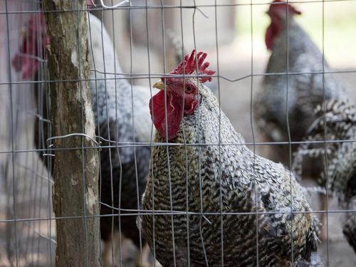 Korban Flu Burung Mulai Berjatuhan di China Korban Flu Burung Mulai Berjatuhan di China