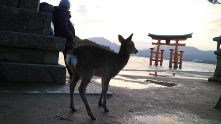 Tentang Rusa Sika, Hewan Suci dari Jepang Tentang Rusa Sika, Hewan Suci dari Jepang