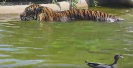 Bebek Paling Pemberani, Kerjai Harimau di Bonbin Australia