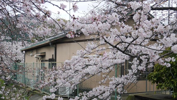 Potret Cantik Sakura yang Bermekaran di Kyoto