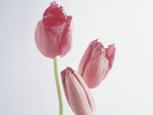 5 Bentuk Miss V Paling Umum, dari Tulip Sampai Tapal Kuda 5 Bentuk Miss V Paling Umum, dari Tulip Sampai Tapal Kuda
