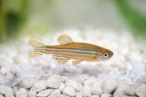 Dengan Bantuan Ikan Zebra, Peneliti Temukan Obat Parkinson Dengan Bantuan Ikan Zebra, Peneliti Temukan Obat Parkinson