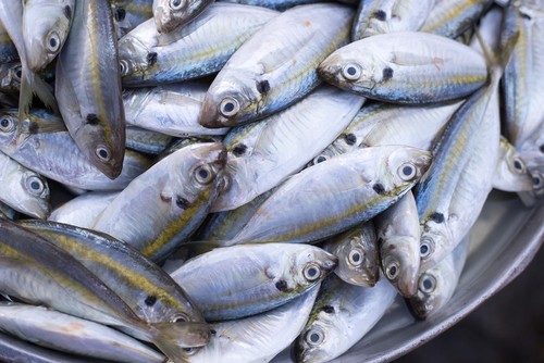 Ini Cara Olah Ikan Kembung Jadi Sajian Sedap Ini Cara Olah Ikan Kembung Jadi Sajian Sedap