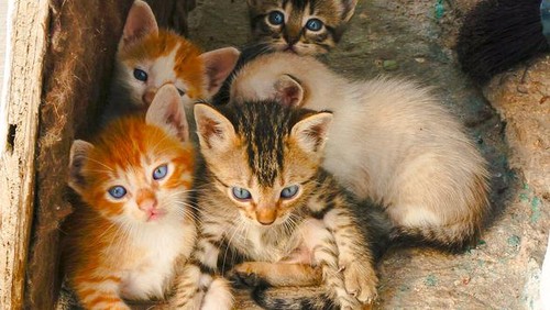 Tega Benar! 500 Ekor Kucing Ditangkapi untuk Jadi Santapan Restoran di China Tega Benar! 500 Ekor Kucing Ditangkapi untuk Jadi Santapan Restoran di China